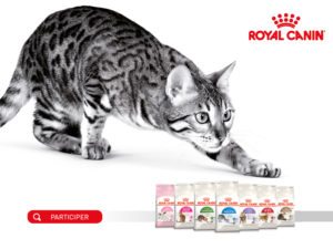 concours Royal Canin